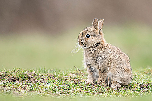 欧洲兔,兔豚鼠属,幼小,下奥地利州,奥地利,欧洲