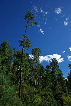 西藏岗乡杉林自然保护区