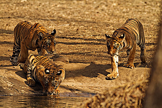 虎崽,水潭,虎,自然保护区,印度