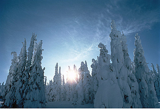 树林,冬天,弗农,不列颠哥伦比亚省,加拿大