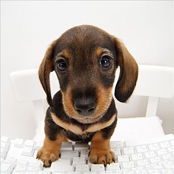 特写,达克斯猎狗,小狗,坐,电脑键盘