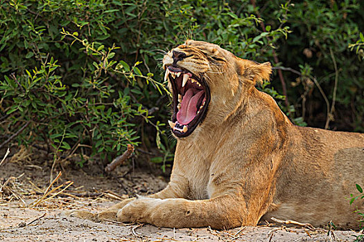 狮子,哈欠,雌性,乔贝国家公园,博茨瓦纳,非洲