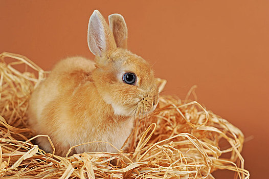迷你兔,褐色,小动物,稻草,奥地利,欧洲