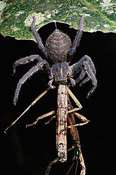 巨大,蟹蛛,竹节虫,捕食,国家公园,马来西亚