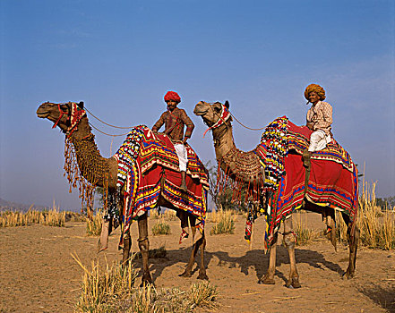 种族,男人,骑,骆驼,斋浦尔,拉贾斯坦邦,印度