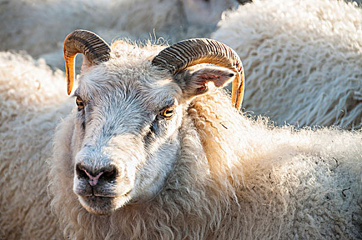 绵羊,羊群,靠近,南方,冰岛,欧洲
