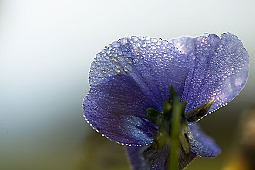 水滴,早晨,露珠,花瓣,三色堇,花,淡蓝色,背景