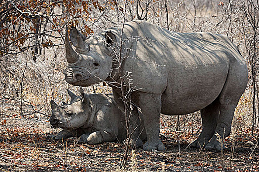 纳米比亚,埃托沙国家公园,母亲,犀牛,幼仔,荫凉,画廊