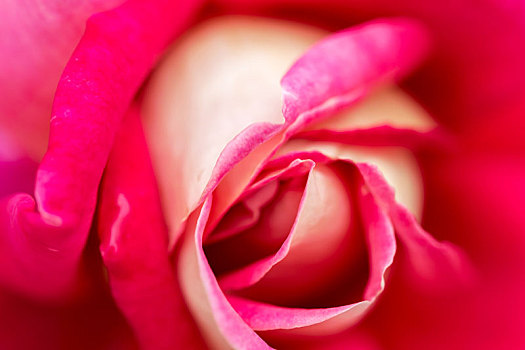 美丽的玫瑰花