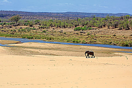 非洲象,穿过,河床,克鲁格国家公园,南非,非洲