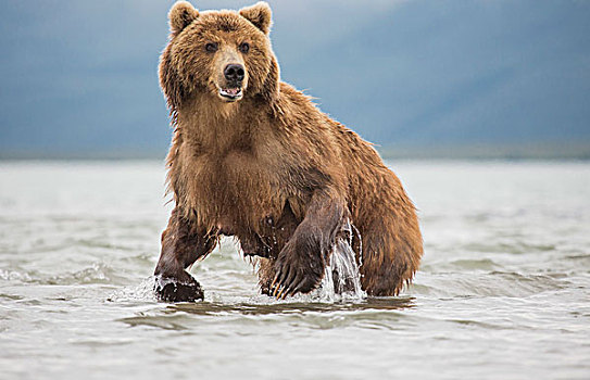 堪察加半岛,棕熊,湖,半岛,俄罗斯