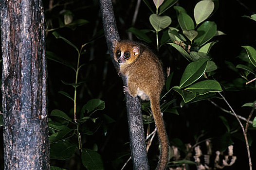 马达加斯加,国家公园,雨林,枝头