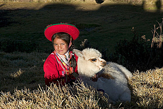 羊驼,库斯科市,秘鲁