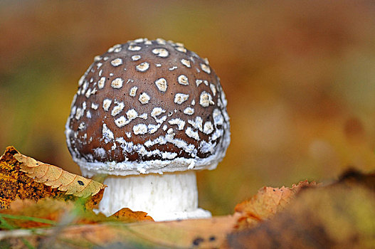 帽,假的,蘑菇,伞形毒菌