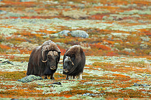 麝牛,国家公园,挪威