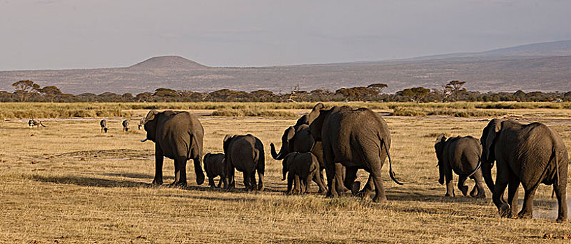 非洲大象038