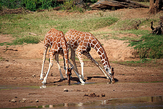 两个,网纹长颈鹿,长颈鹿,喝,水坑,区域,肯尼亚,非洲