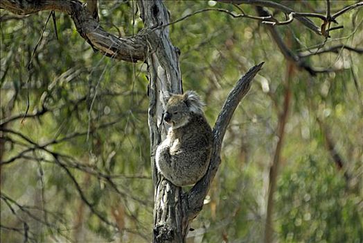 树袋熊,岛屿,维多利亚,澳大利亚