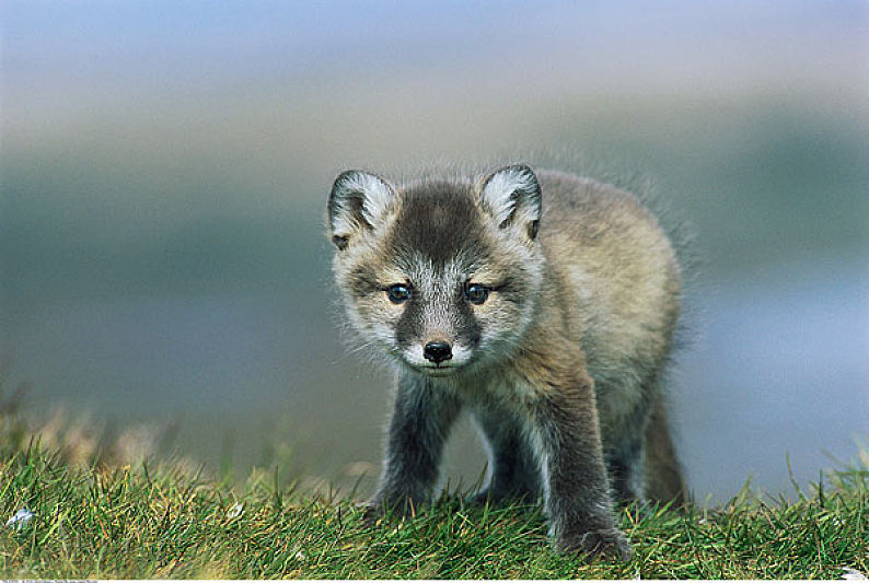 肖像,北极狐,幼仔