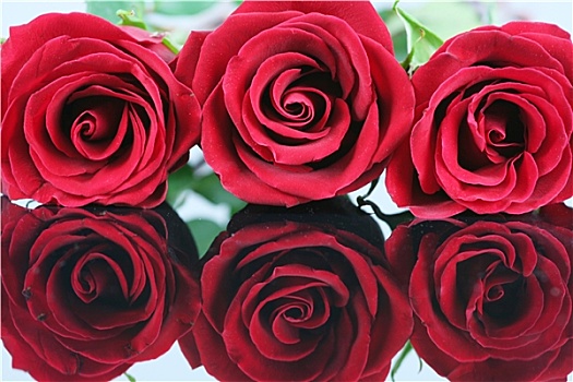 三个,红玫瑰,隔绝,影象,表面