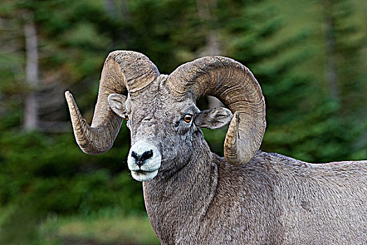 大角羊,冰川国家公园,蒙大拿