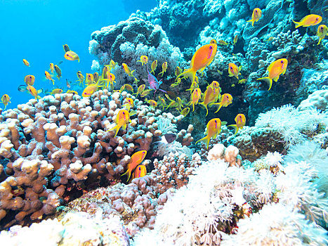 彩色,珊瑚礁,鱼群,鱼,热带,海洋