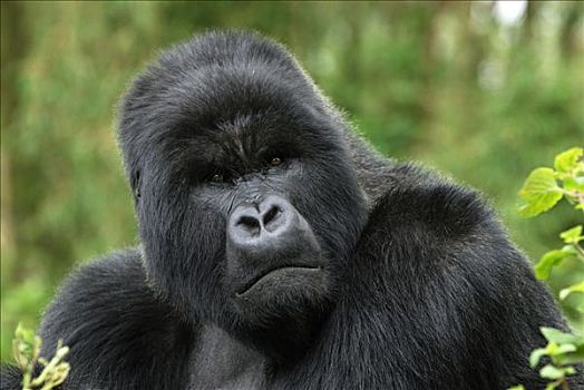 山地大猩猩,大猩猩,银背大猩猩,火山国家公园,卢旺达