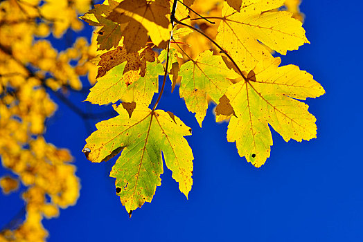 枫树,叶子,秋天,靠近,上巴伐利亚,巴伐利亚,德国,欧洲