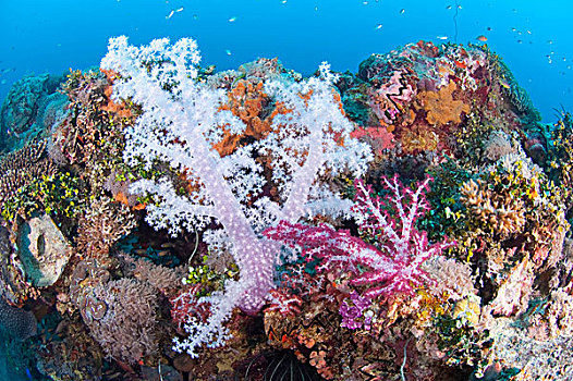 珊瑚,岛屿,密克罗尼西亚,太平洋