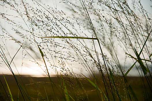 夕阳下微风中的芦苇草