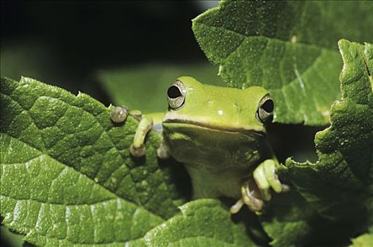 绿色,树蛙,树蟾属,成年,德克萨斯,美国