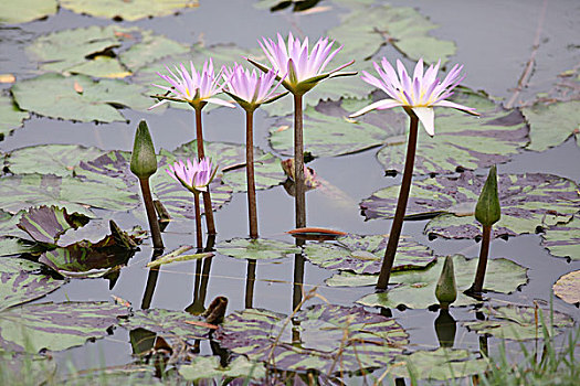 美丽花