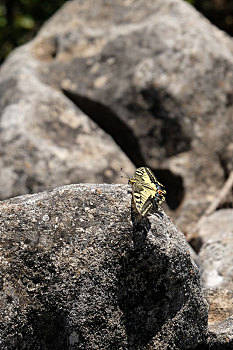 燕尾蝶,靠近,贝纳马德纳,西班牙