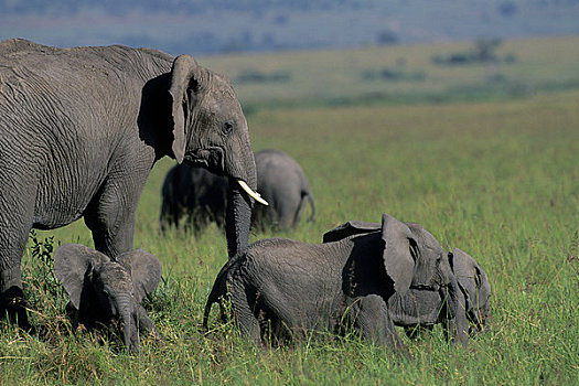 肯尼亚,马赛马拉,草地,大象,幼仔