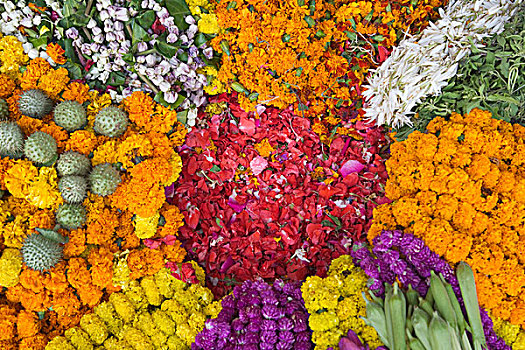 销售,花,排灯节,瓦拉纳西,印度