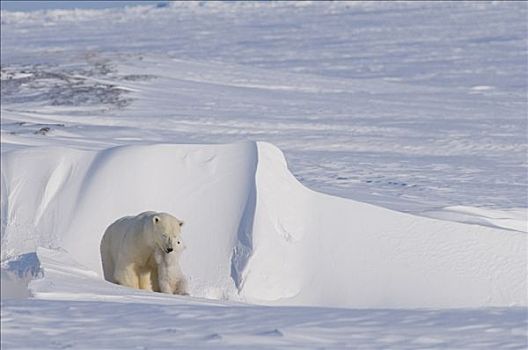 北极熊,母熊,户外,窝,北极圈,海岸