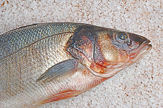 铜盆鱼,海盐