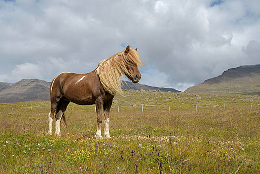 褐色,冰岛马,马,鲜明,鬃毛,花,草地,冰岛,欧洲