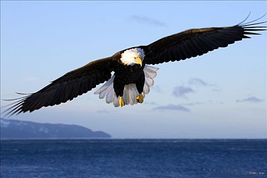 白头鹰,飞行,高处,卡契马克湾,冬天,阿拉斯加