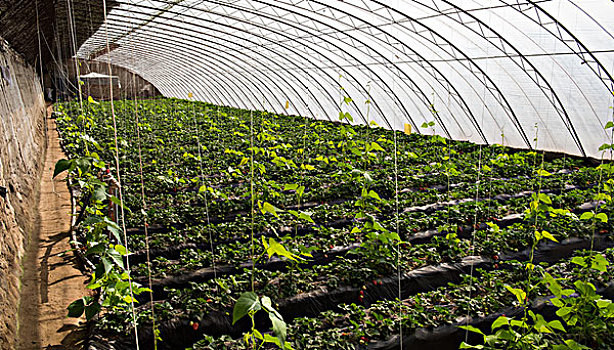 塑料大棚草莓种植蔬菜大棚