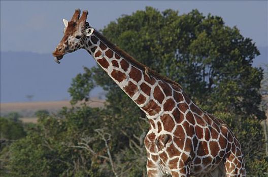 长颈鹿,萨布鲁国家公园,肯尼亚,非洲