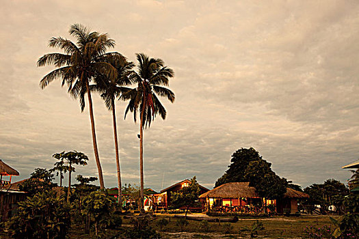 棕櫚樹,小,鄉村