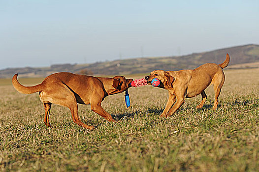 拉布拉多犬,黄色,两个,雌性,玩,草地,德国,欧洲