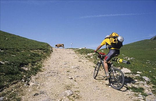 山地车手,背包,骑,砾石,小路,母牛,站立,提洛尔,奥地利,欧洲