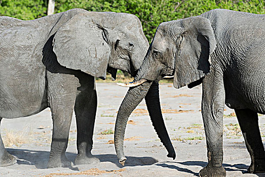 两只,象,非洲象,亲密,奥卡万戈三角洲,博茨瓦纳