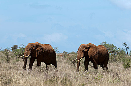 大象,非洲象,禁猎区,查沃,肯尼亚