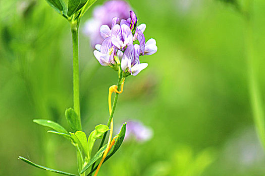 野花