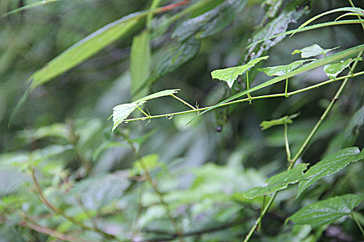 植物晨露