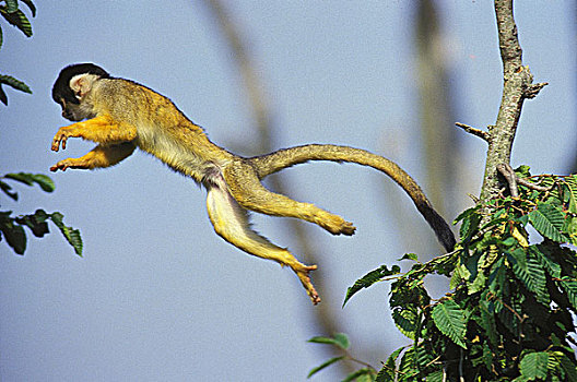 松鼠猴,成年,跳跃