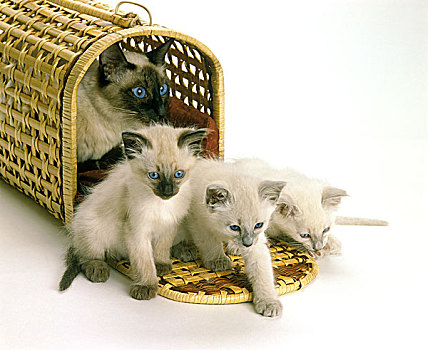 巴厘岛,家猫,女性,小猫,篮子,白色